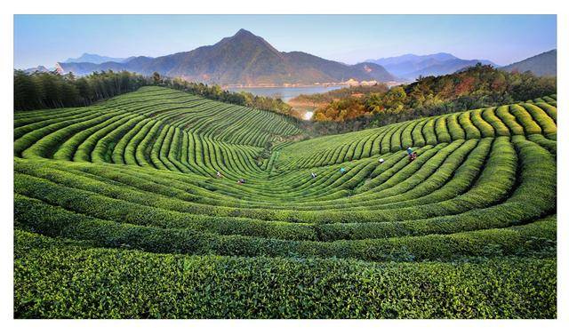 你知道吗？一片树叶是怎么变成茶叶的山间生长吸纳大地万物灵气