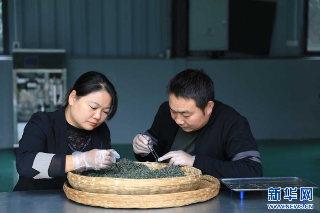 湖北竹山：巾帼新农人用茶叶铺就致富路