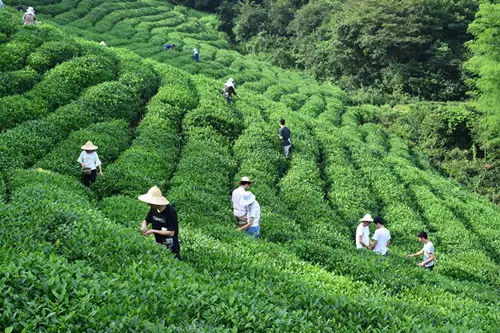 茶叶哪个牌子最好？茶叶品牌排行榜前十位