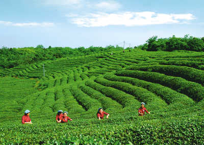 茶语网当代茶文化推广者_茶语_茶网ayx爱游戏_茶叶