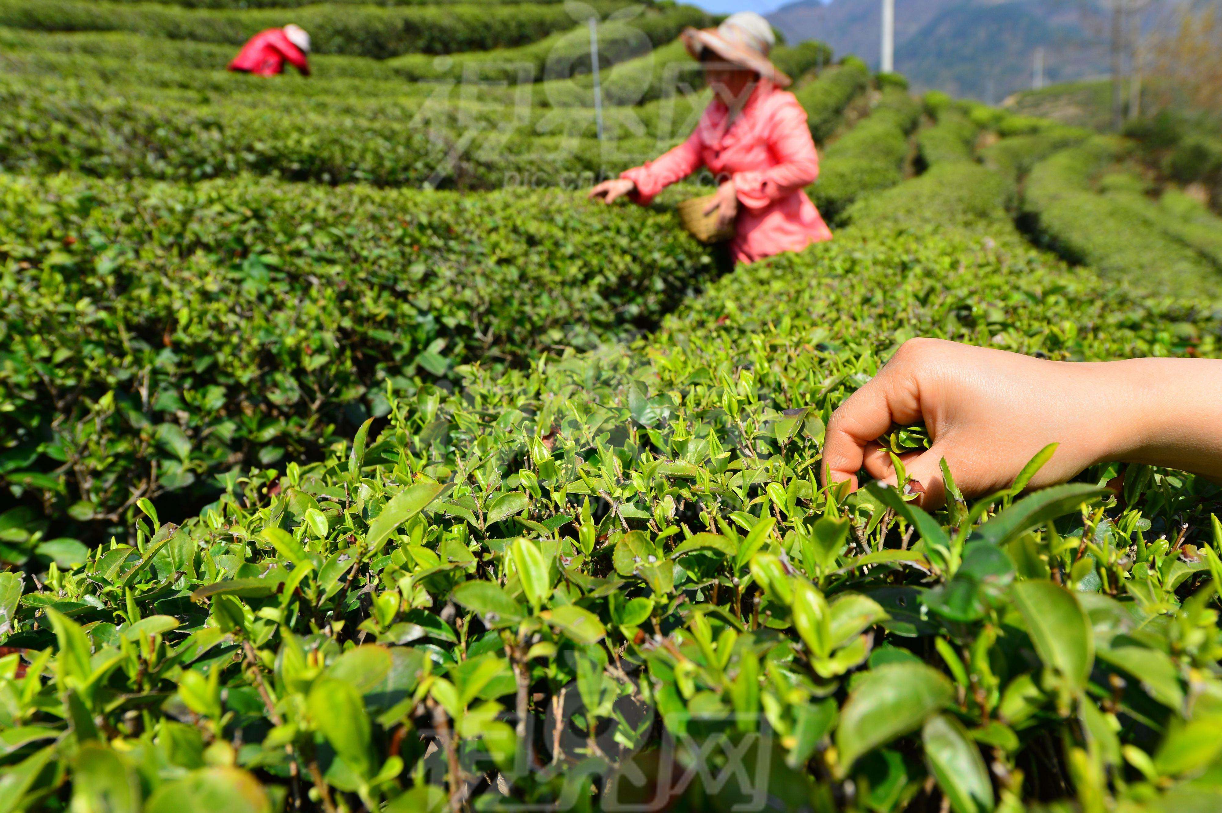 中国有哪些ayx爱游戏著名茶叶品牌或代表性茶庄？