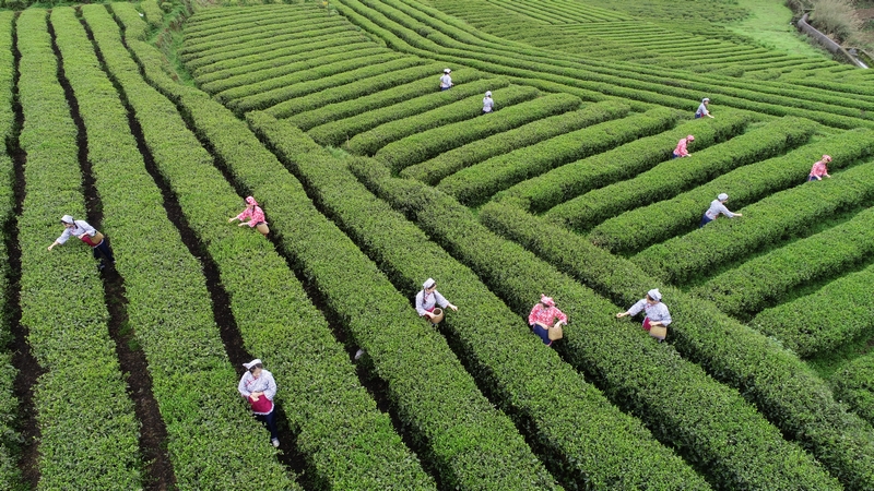 历时三年！知乎大V最推荐的口粮茶实测！西湖龙井正山小种祁门红茶安化黑茶滇红全收录