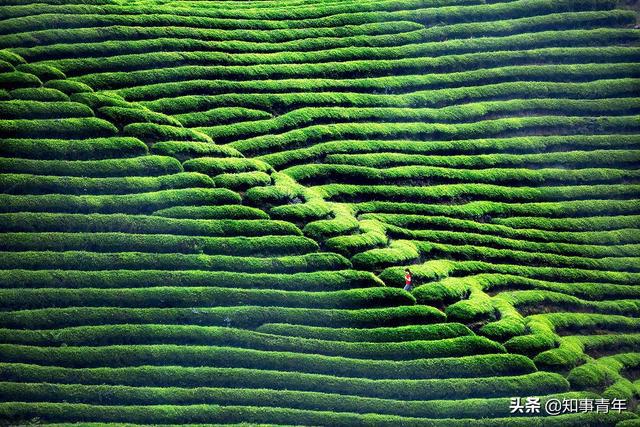 中国十大名茶排行榜：西湖龙井实至名归四川仅蒙顶甘ayx爱游戏露一次入围(图6)