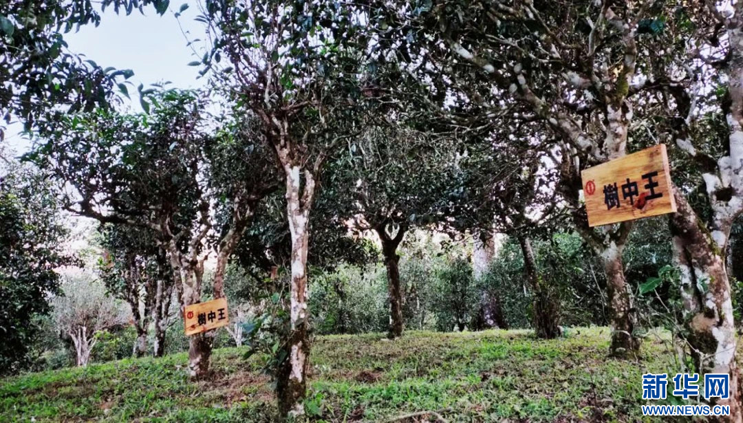 木梨甜茶香飘 丽江木梨和西双版纳茶叶亮相第五届世界媒体峰会（云南分会场）_新华网(图6)