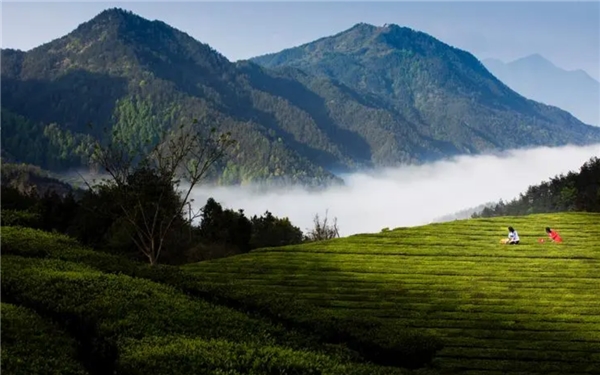 贵州茶叶交易中心（贵茶数字化）——贵定云雾茶：高山绿茗ayx爱游戏(图2)