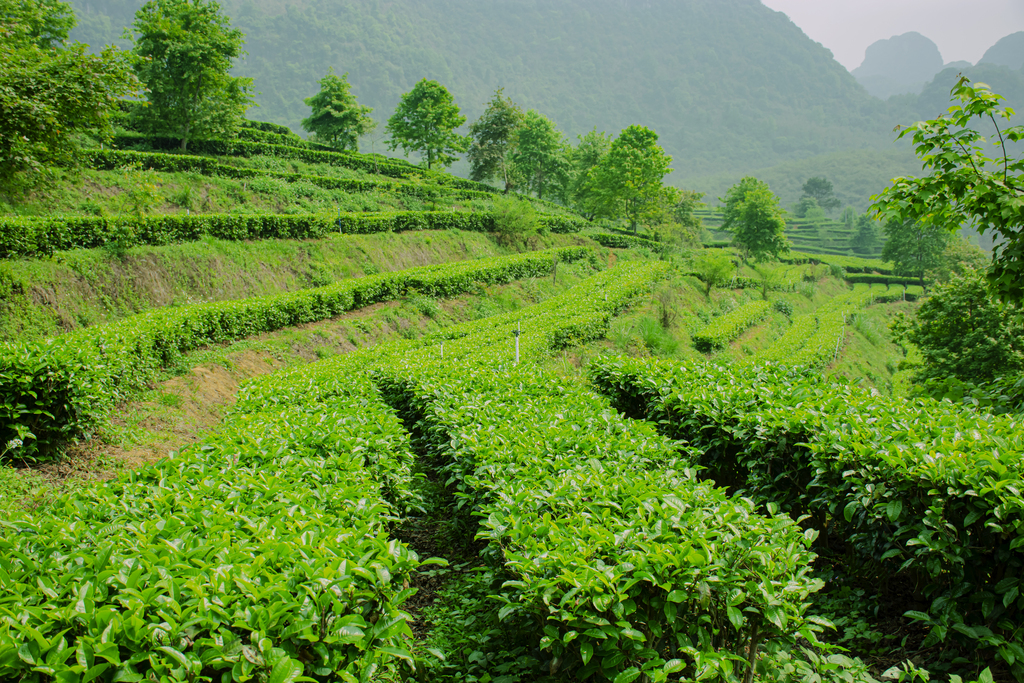 茶叶金融化：“茶炒不喝”如何炼成？