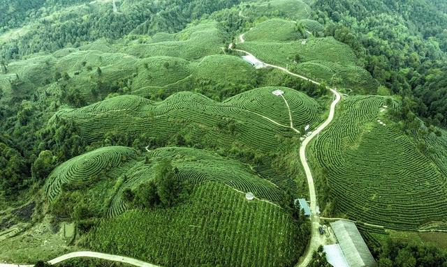 疯狂的茶叶一夜：“金融茶”暴雷背后的庞氏骗局ayx爱游戏