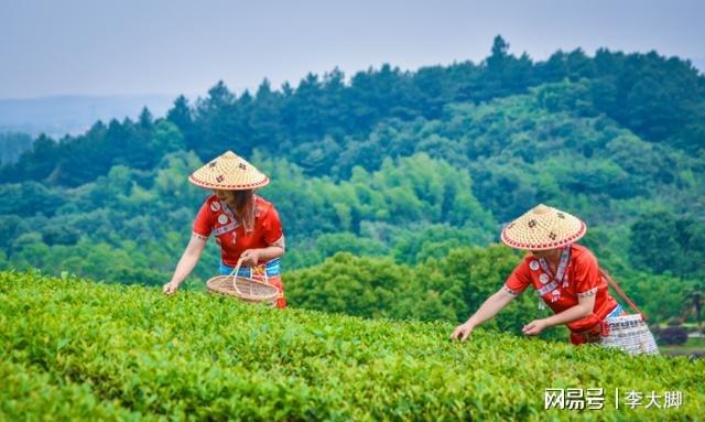 红茶与绿茶：品味生活中的茶叶之道(图5)