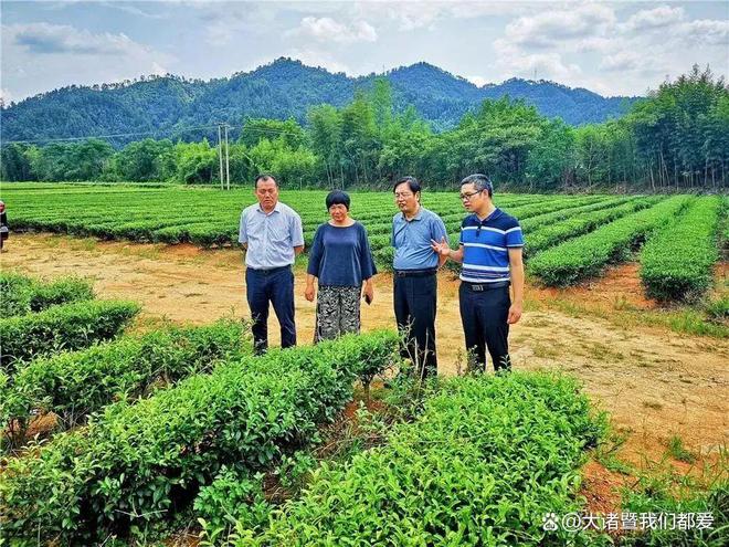 【诸暨工匠】马亚平倾心尽力构筑“绿剑”茶叶梦想小镇(图6)