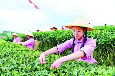 小茶叶成为乡村振兴“金叶子”