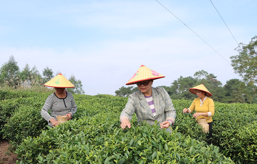 广西兴业县：因茶致富 因茶兴业