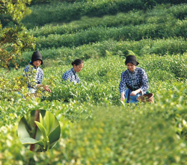 江苏制定全国首个茶ayx爱游戏叶碳足迹标识认证技术规范(图1)