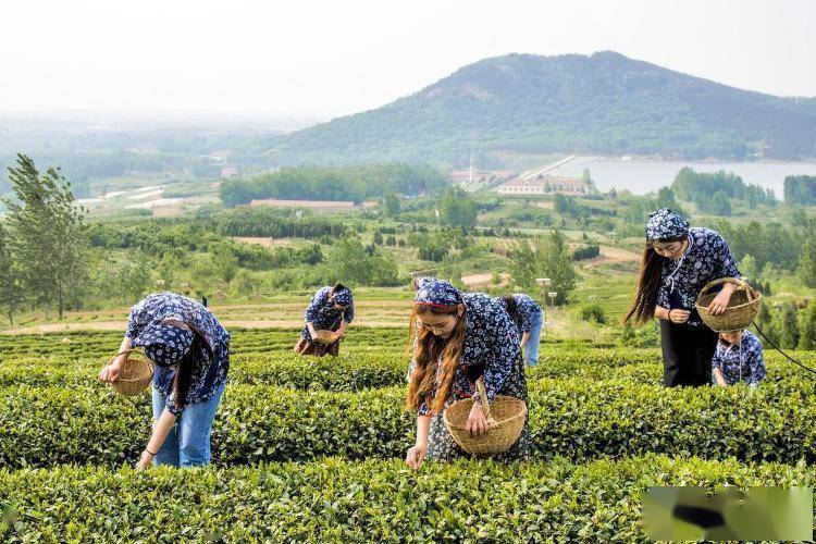 新春观察丨浓茶香里品年味诸城茶叶销售爆(图4)