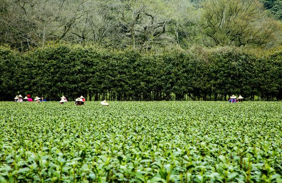 茶百道高端茶叶生产公司成立注册资本2000万