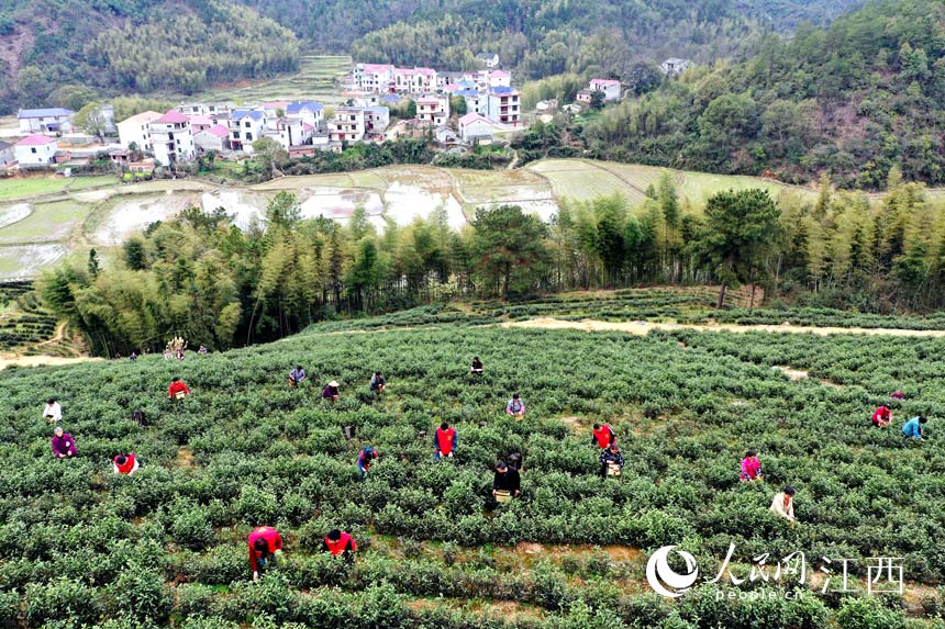 江西：茶叶变茶“业”富了村民美了生态