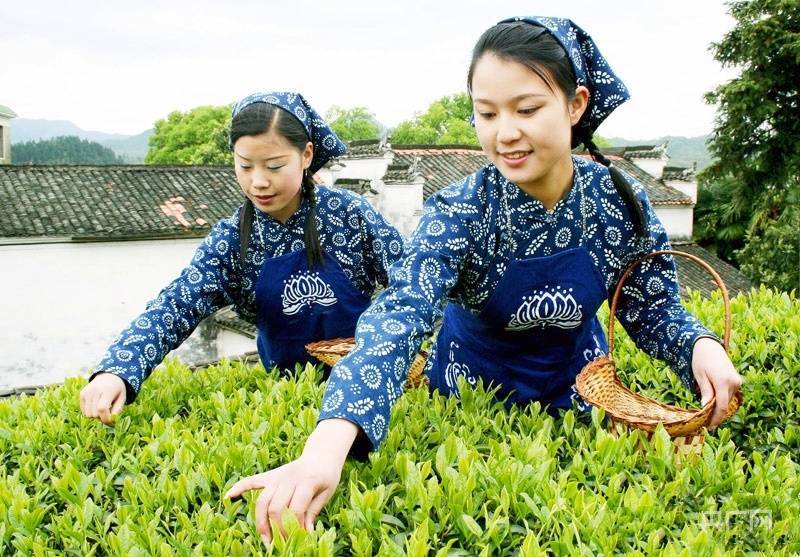 全国首创！江西创新出口茶叶种植基地备案监管模式