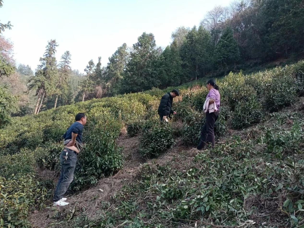 祁门县祁红乡：深入推进茶园绿色防控 加快打造有机茶之乡(图1)