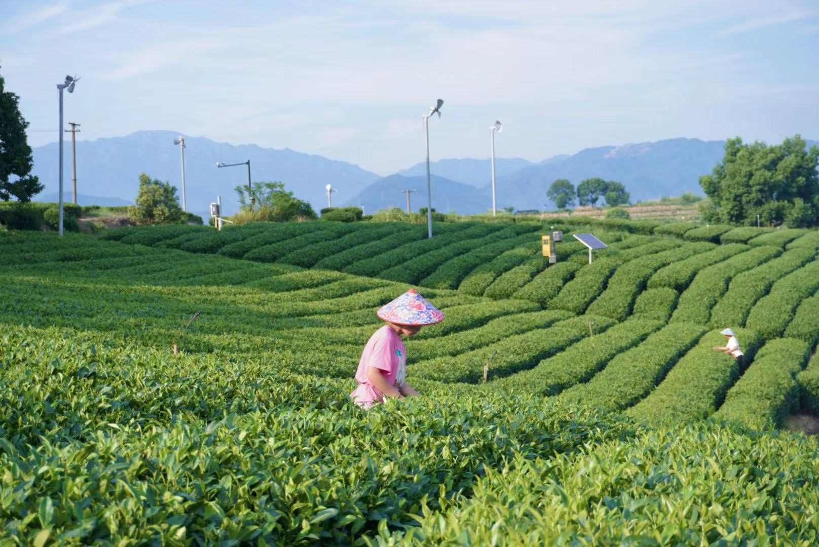 在中国茶叶博物馆看竹间茶事：煎茶、点茶、碾茶