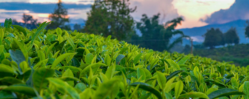 茶的品种 茶的品种有哪些