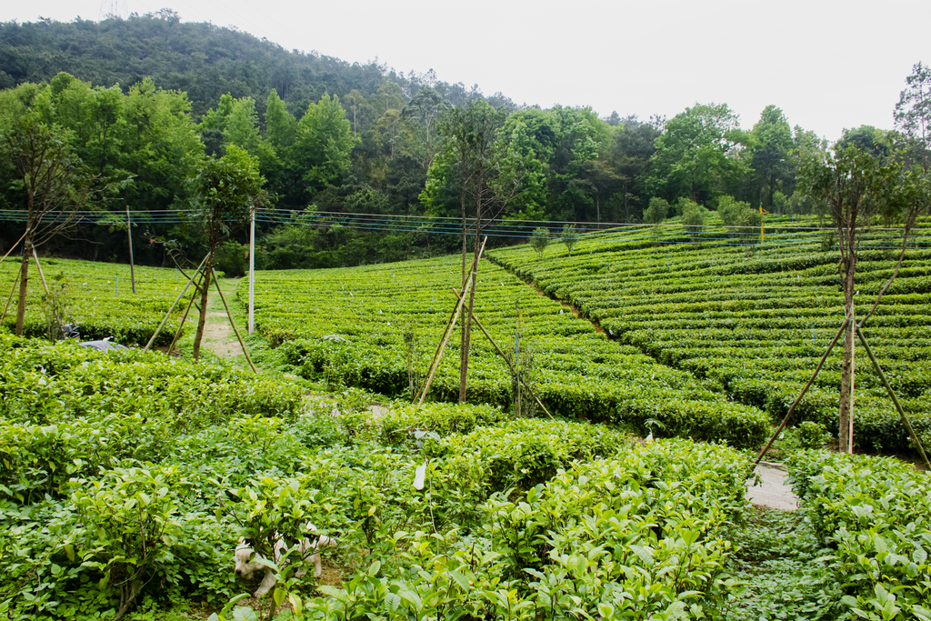 竹叶青茶叶品牌年度整合传播的的策划案（附下载）