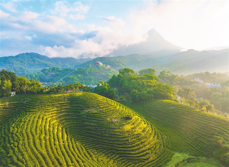 宁夏八宝茶：有一种滋味叫“甜蜜”