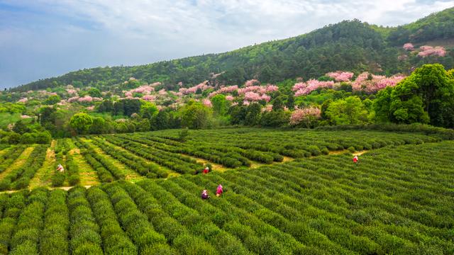 英德春茶全面开采