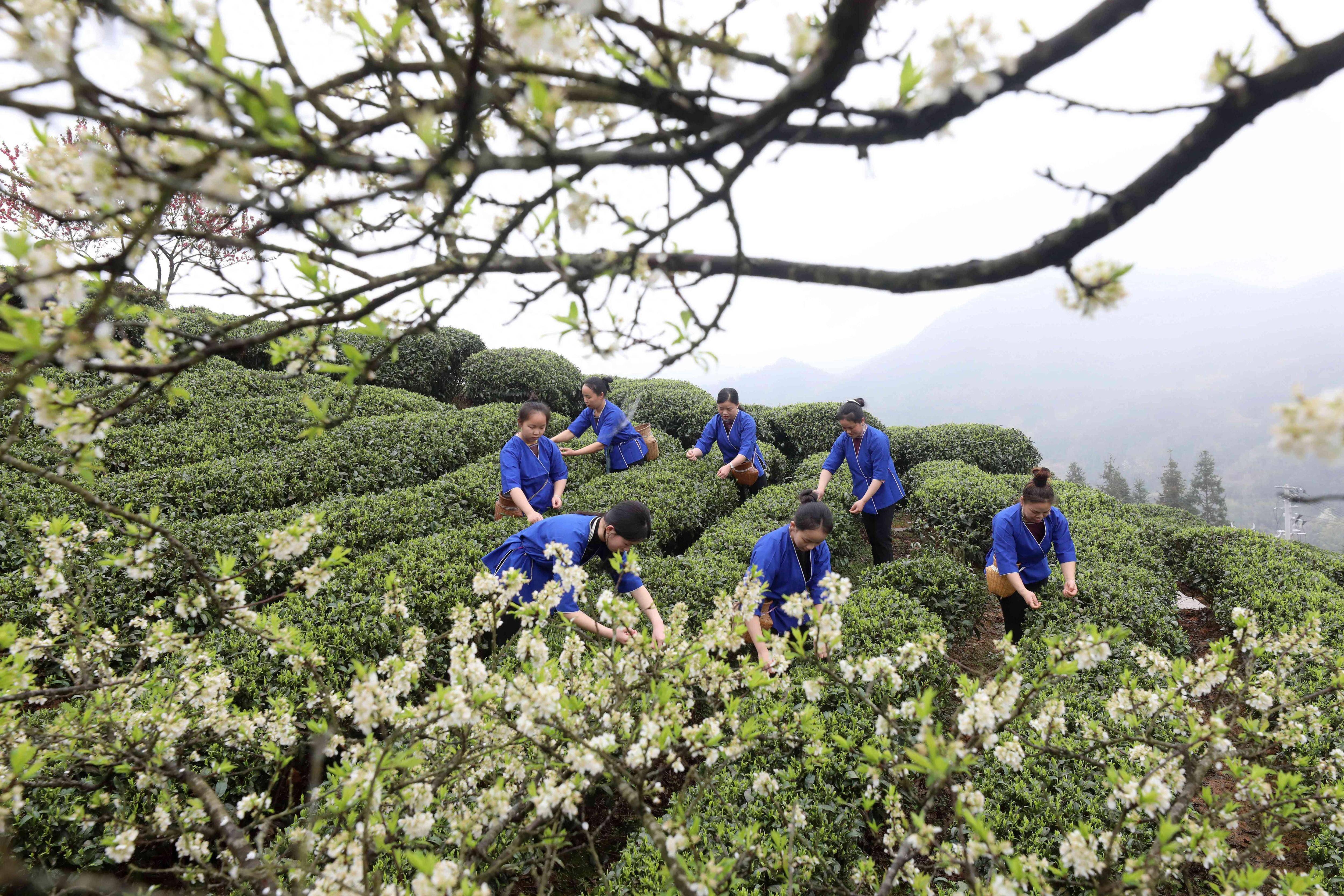 茶叶富侗乡_新华社_柳州_三ayx爱游戏江