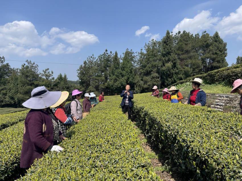 巴中市平昌县10万余亩春茶全面开采(图1)