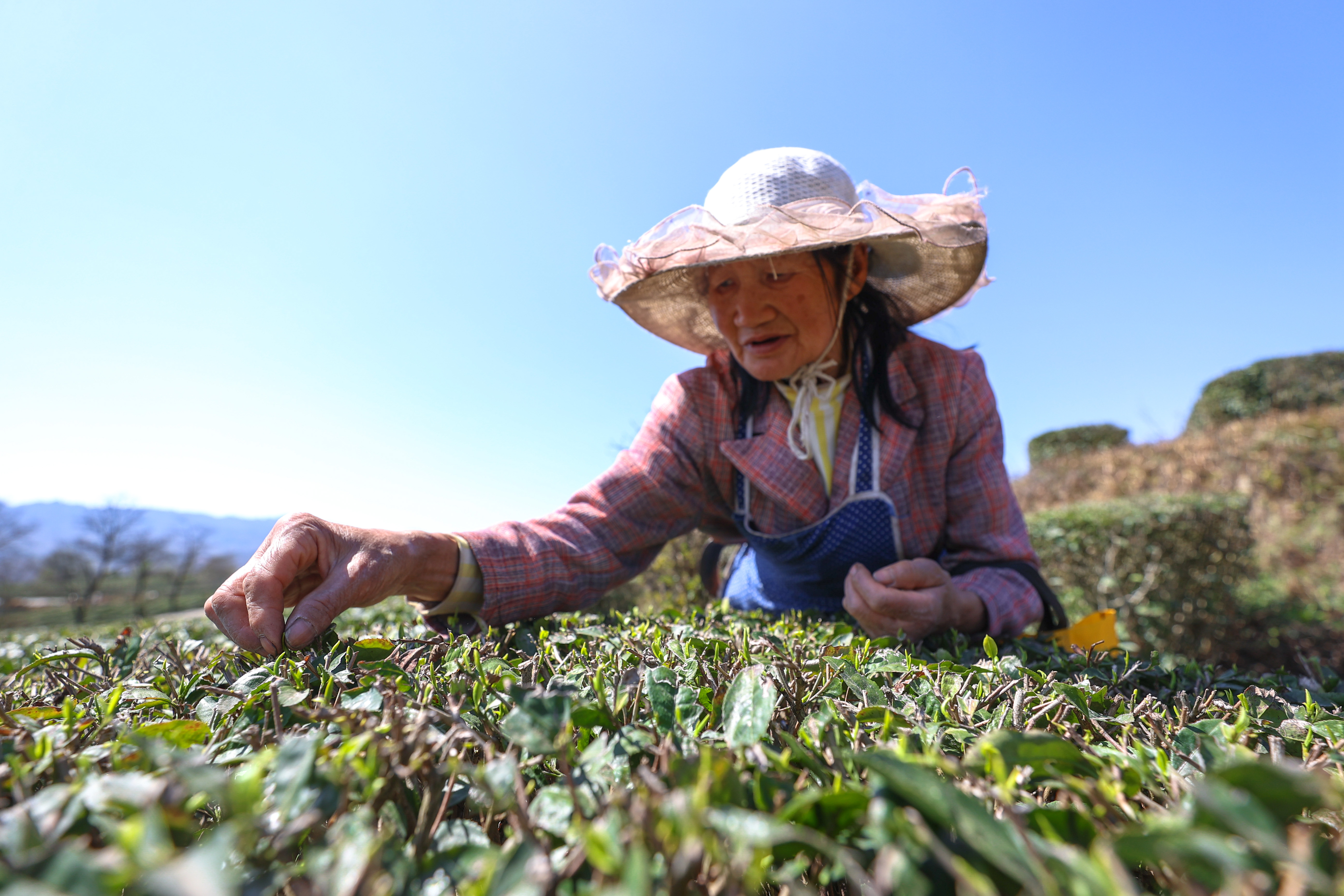 不负好春ayx爱游戏光 明前茶飘香(图5)