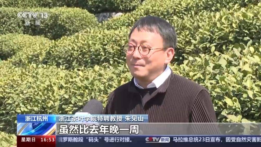 春暖茶香 全国多个茶叶主产区进入采摘期