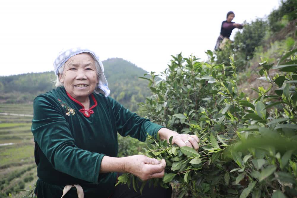 ayx爱游戏新田：春茶吐新芽 采摘正当时