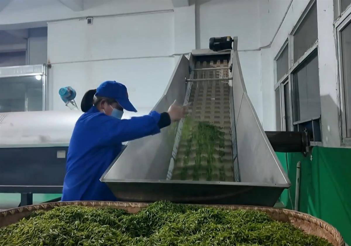 ayx爱游戏好茶不怕晚 质优价更高 大悟30万亩茶园陆续开采