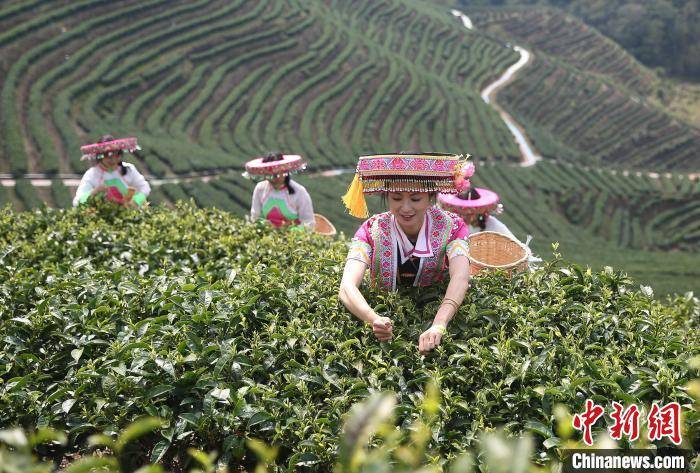 “千年茶乡”云南昌宁“茶旅融合”实现双向奔赴