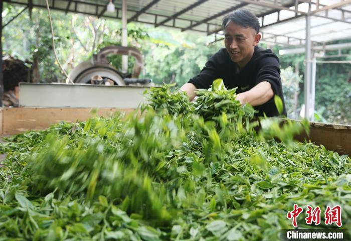 “千年茶乡”云南昌宁“茶旅融合”实现双向奔赴(图2)