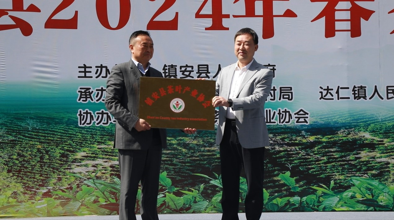 镇安县2024年春茶开采 11万亩秦岭高山象园雾芽茶抢鲜上市(图3)