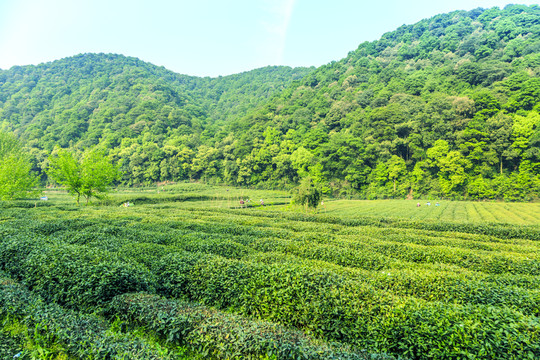 春茶采摘忙 茶香溢神州