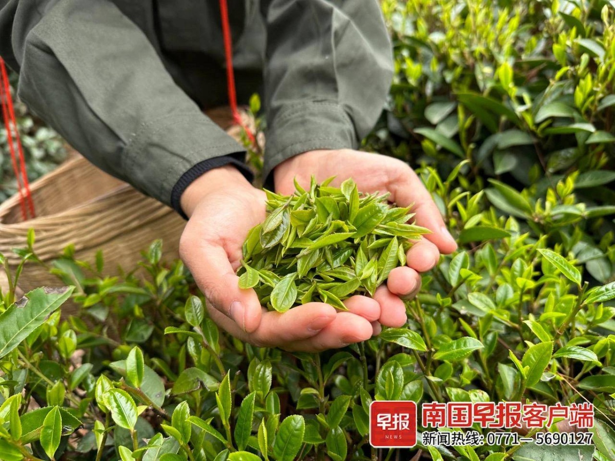 正是春茶季！广西明前茶、社前茶陆续上市你喝到了吗？(图3)