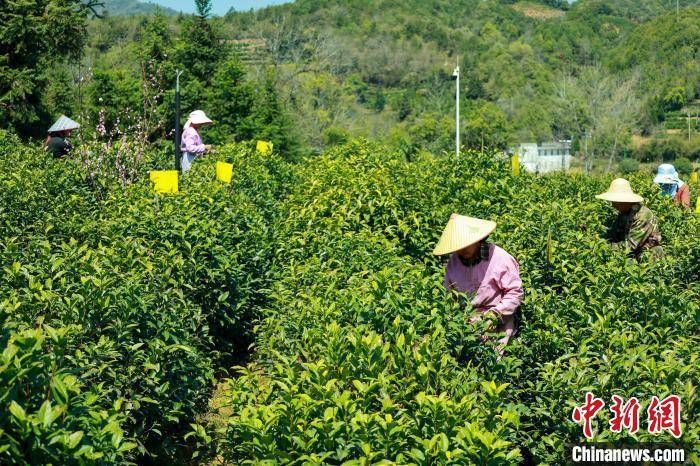 安徽ayx爱游戏祁门红茶开园采摘(图4)