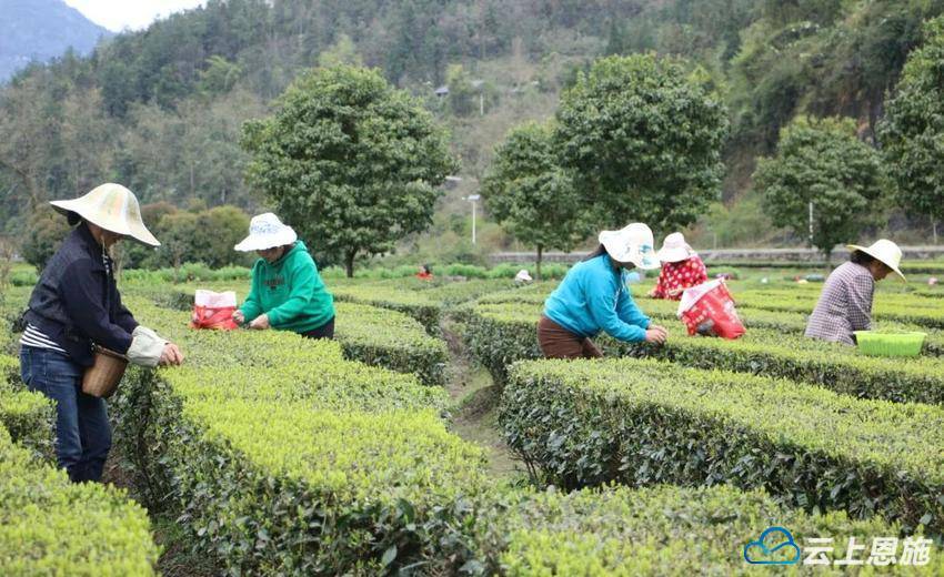 宣恩珠山：春茶“产销两旺”