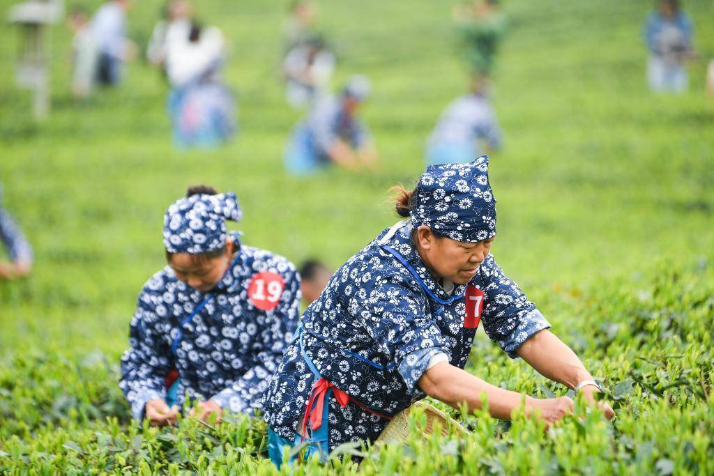 茶园里的新茶事——茶产业多元发展观察(图2)