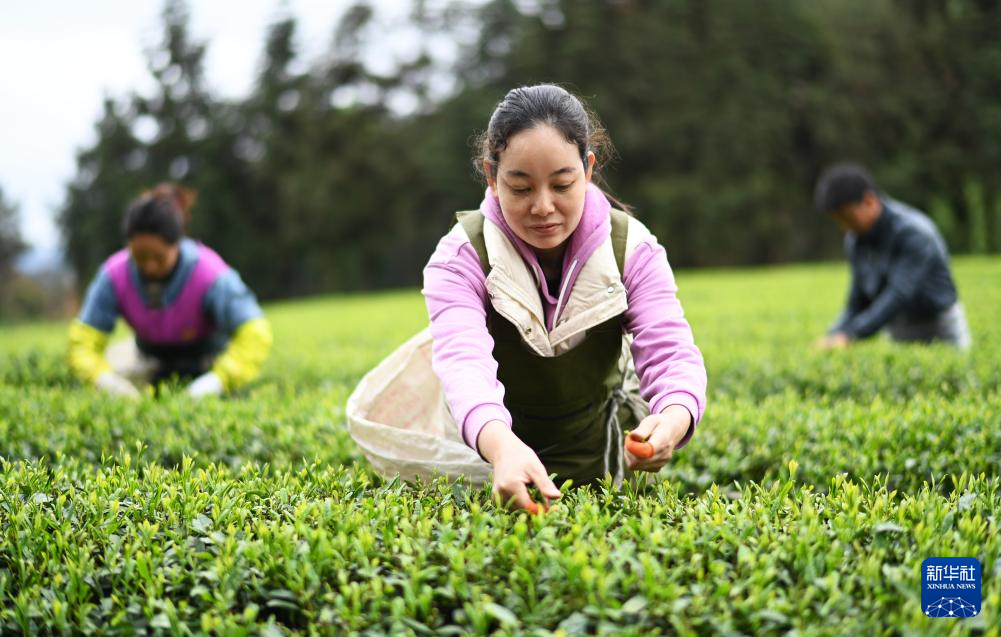 贵ayx爱游戏州凤冈：“生态茶”产业成为村民增收的重要产业(图5)