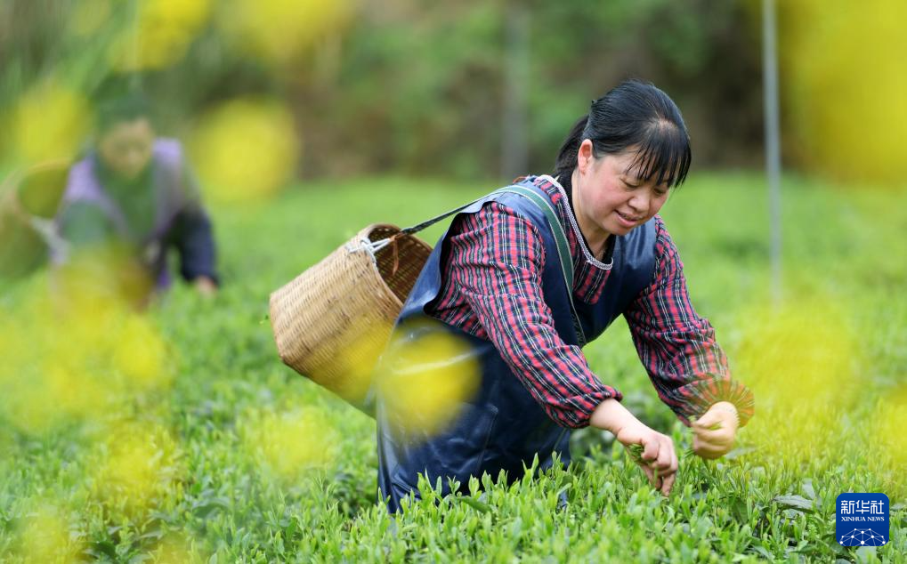 贵ayx爱游戏州凤冈：“生态茶”产业成为村民增收的重要产业