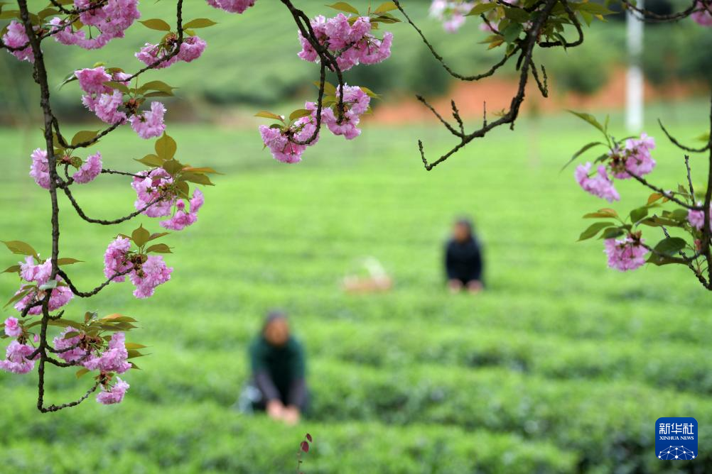 贵ayx爱游戏州凤冈：“生态茶”产业成为村民增收的重要产业(图6)