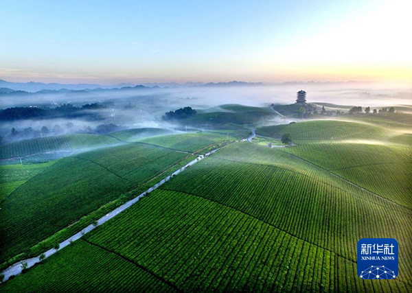 乡村新“茶道”丨文化润茶“中国茶业百强县第一名”的新风景(图1)