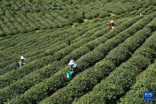 最新春茶动态！安徽已进入茶叶采摘生产旺季