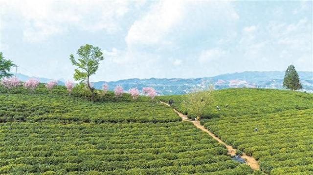 一缕茶香引领致富路