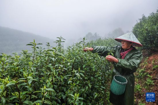 浙江金华：千年贡茶焕发新生 一片茶叶富一方百姓(图2)