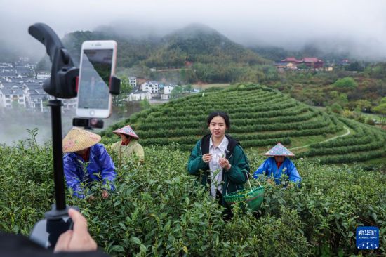 浙江金华：千年贡茶焕发新生 一片茶叶富一方百姓(图3)