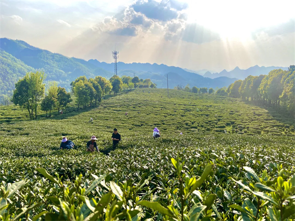 传统茶叶焕发活力！宜居贡茶借“酉阳800”区域公用品牌东风破圈出局