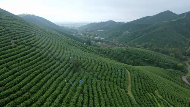 时评：茶旅融合让“春日经济”更沸腾(图1)